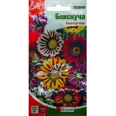 Газанія багаторічна "Блискуча"