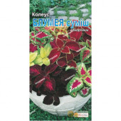 Колеус Блумея