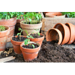 Пікіровка томатів: чи варто це робити