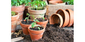 Пікіровка томатів: чи варто це робити