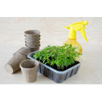 Пікіровка томатів