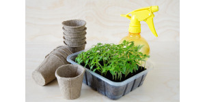 Пікіровка томатів