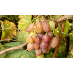 Топ-5 найнебезпечніших хвороб винограду