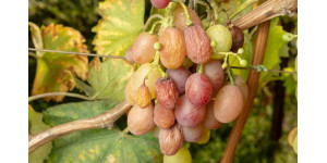 Топ-5 найнебезпечніших хвороб винограду