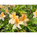 7 найкращих зимостійких сортів рододендронів