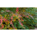 Які квіти та кущі не можна обрізати восени