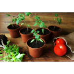 Коли висаджувати в грунт розсаду томатів за місячним календарем у 2026 році