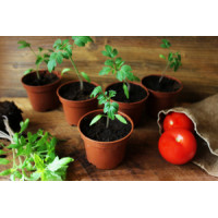 Коли висаджувати в грунт розсаду томатів за місячним календарем у 2026 році