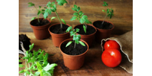 Коли висаджувати в грунт розсаду томатів за місячним календарем у 2026 році