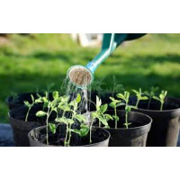 Коли поливати та підживлювати томати за місячним календарем у 2026 році