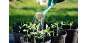 Коли поливати та підживлювати томати за місячним календарем у 2026 році