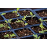 Коли сіяти томати за місячним календарем у 2026 році: сприятливі дні