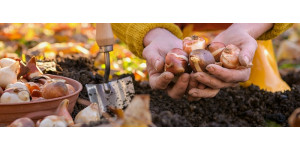 Осіння посадка цибулинних квітів