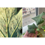 Оедема на листках томатів і перців