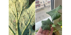 Оедема на листках томатів і перців