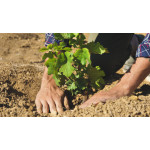 Обробка винограду перед укриттям на зиму