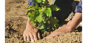 Обробка винограду перед укриттям на зиму