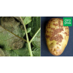 Чому гниє картопля