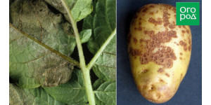 Чому гниє картопля