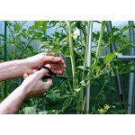 Коли пасинкувати томати за місячним календарем у 2026 році