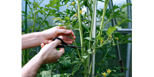 Коли пасинкувати томати за місячним календарем у 2026 році