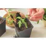 Коли пікірувати томати за місячним календарем у 2026 році