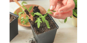 Коли пікірувати томати за місячним календарем у 2026 році