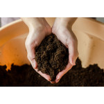 Як правильно підготувати ґрунт для розсади