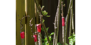 Підщепа: що це таке, якою вона буває