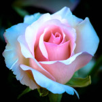 6 найпоширеніших міфів про укриття та підготовку троянд до зими