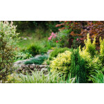 8 секретів правильного розміщення рослин у саду