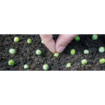 Грядка для суперраннього урожаю