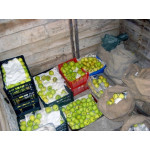 Як зберегти яблука до весни та не втратити врожай