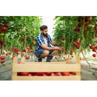 Коли збирати врожай томатів за місячним календарем у 2026 році