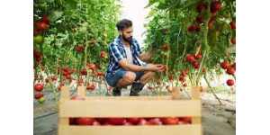 Коли збирати врожай томатів за місячним календарем у 2026 році