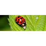 Готуємо сад до зими