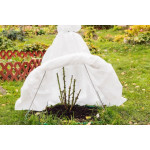 10 рослин, які потрібно укривати на зиму