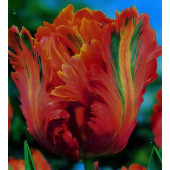 Тюльпан "Appricot Parrot"