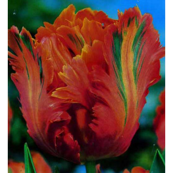 Тюльпан попугайный Appricot Parrot