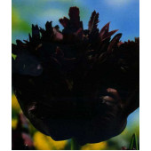 Тюльпан "Black Parrot"