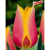 Тюльпан "Blashing Lady"