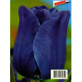 Тюльпан "Bleu-Aimable"