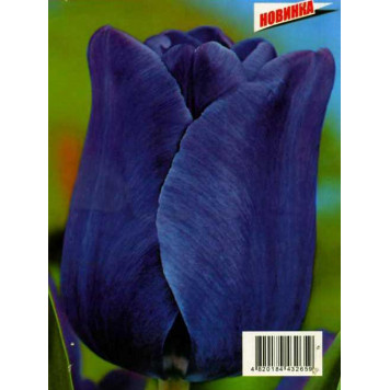 Тюльпан Триумф "Bleu-Aimable"