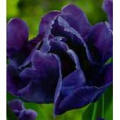 Тюльпан "Blu Parrot"