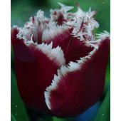 Тюльпан "Canasta"