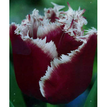 Тюльпан торочкуватий "Canasta"