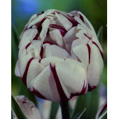 Тюльпан "Carnaval de Nice"