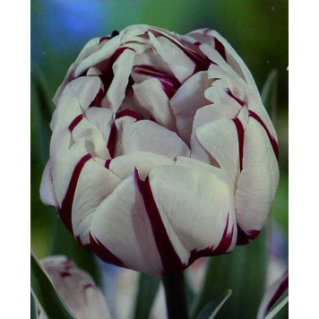 Тюльпан піоновидний Carnaval de Nice