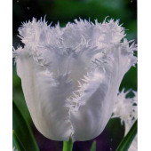 Тюльпан "Daytona"