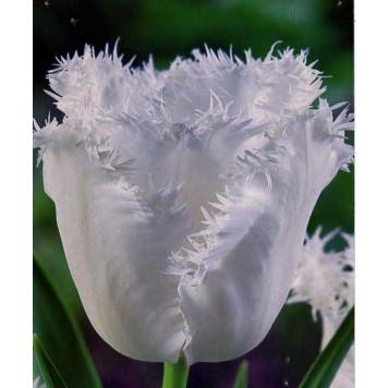 Тюльпан торочкуватий "Daytona"